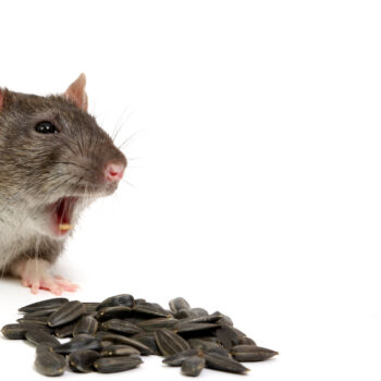 10 Proven Ways to Eliminate Rats from Your Home