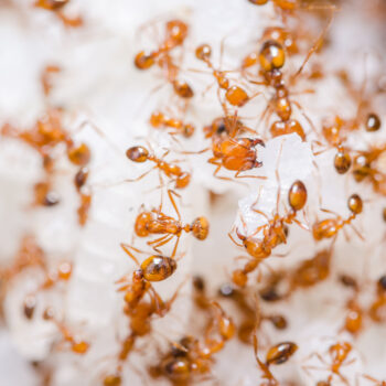 Top 10 Effective Methods to Eliminate Ants from Your Home