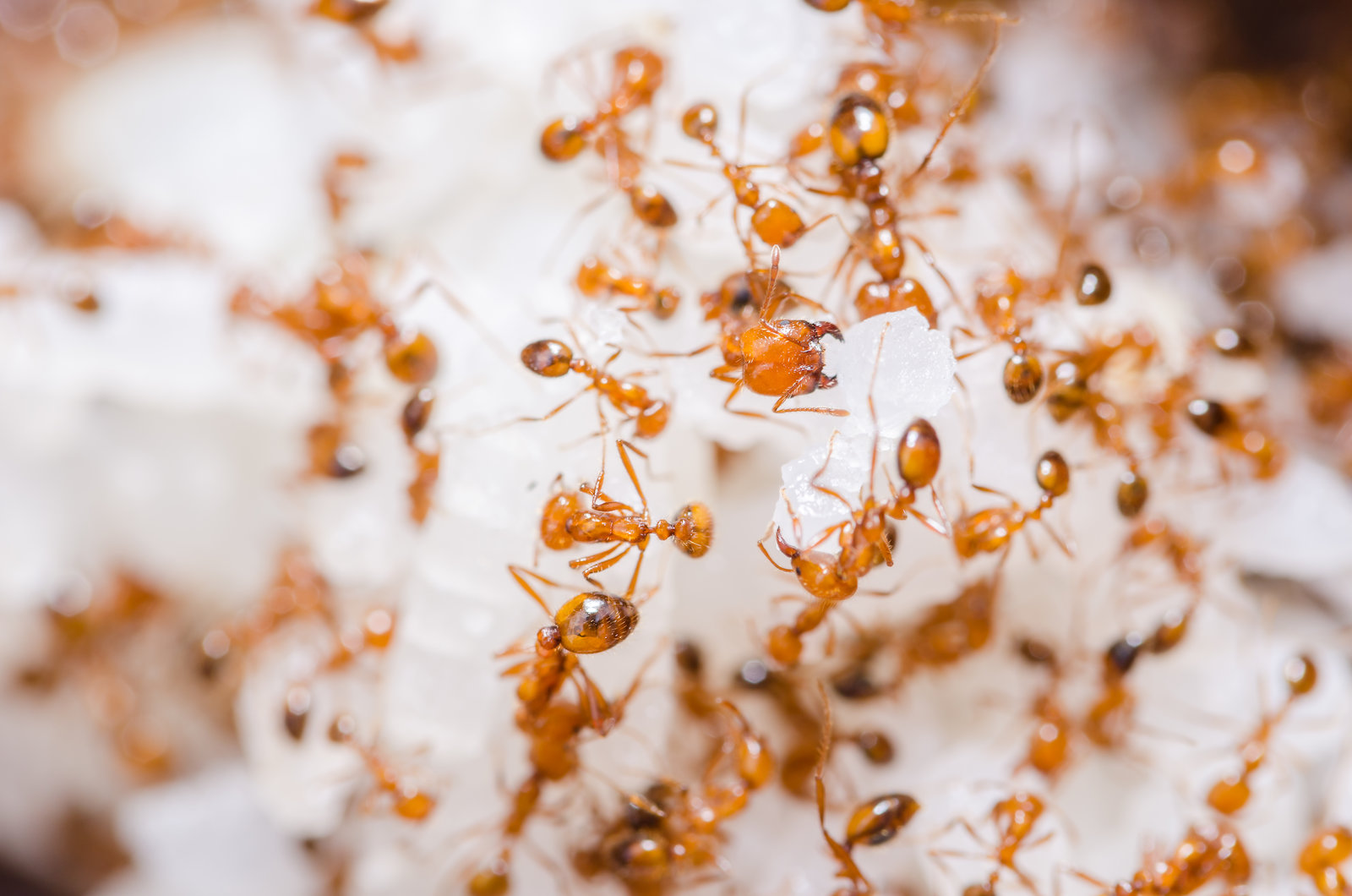 Methods to Eliminate Ants