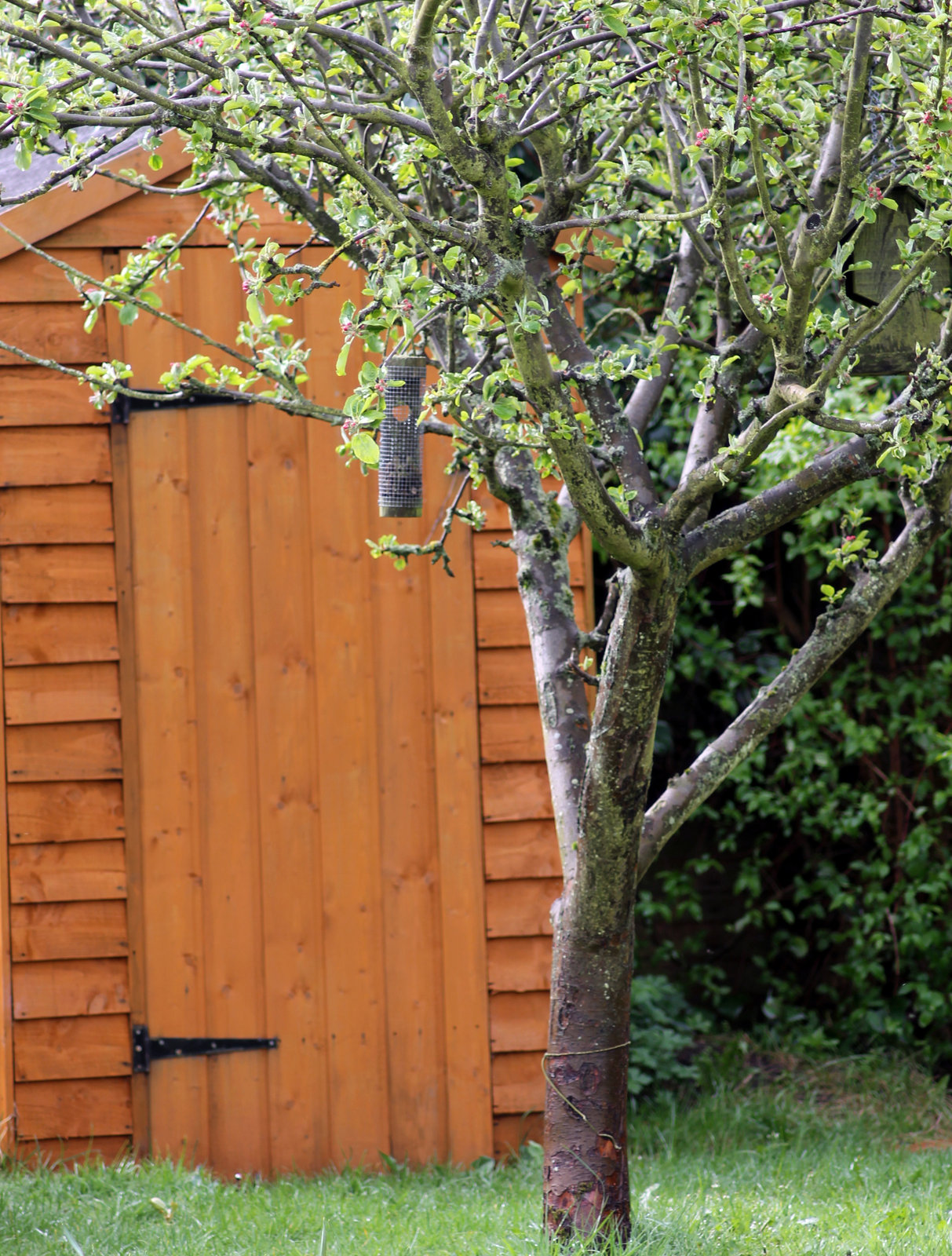 Expert Tips for Building the Perfect Garden Shed