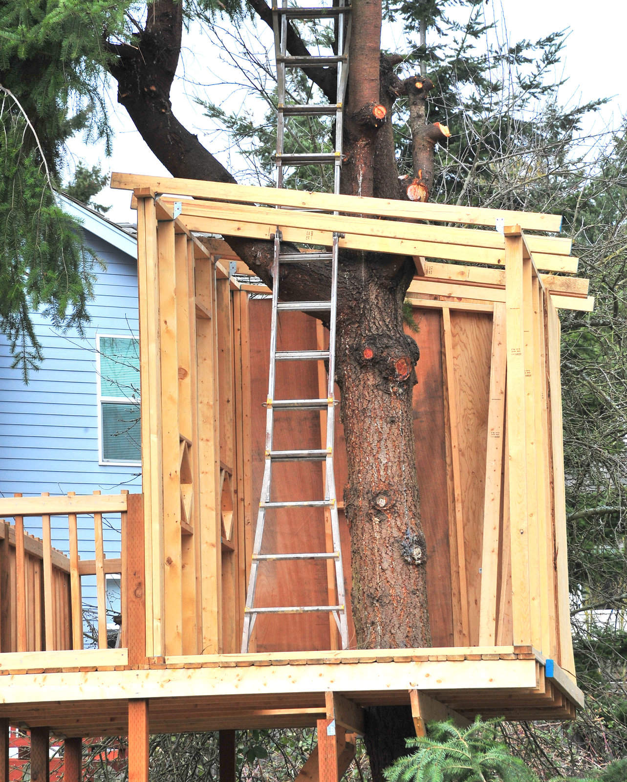 A Step-by-Step Guide to Building Your Own Treehouse