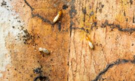 10 Proven Techniques to Get Rid of Termites for Good!